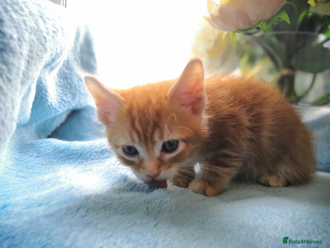 Mixed Breed cats for sale: Beautiful Male kittens VIDEOS - Image 18