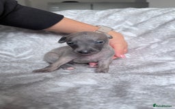 Whippet dogs for sale: OUTSTANDING PRESTIGIOUS LAGUNA BLUE WHIPPETS! KC - Image 25