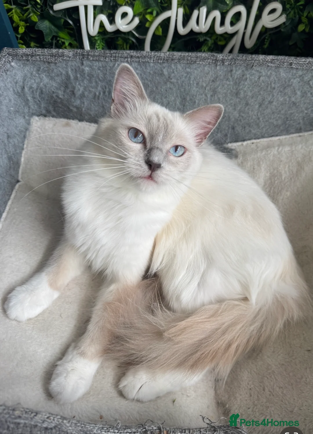 Ragdoll cats for sale: GCCF Reg Pedigree Ragdoll kittens TBRCC - Advert 40