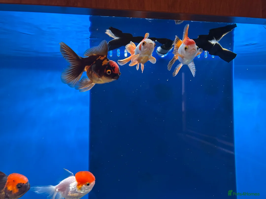Fancy Goldfish fish for sale: Fancy goldfish  in Liverpool - Advert 2