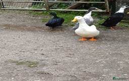 Ducks poultry for sale: Flock of 10 ducks, to be sold together 🦆 - Image 5