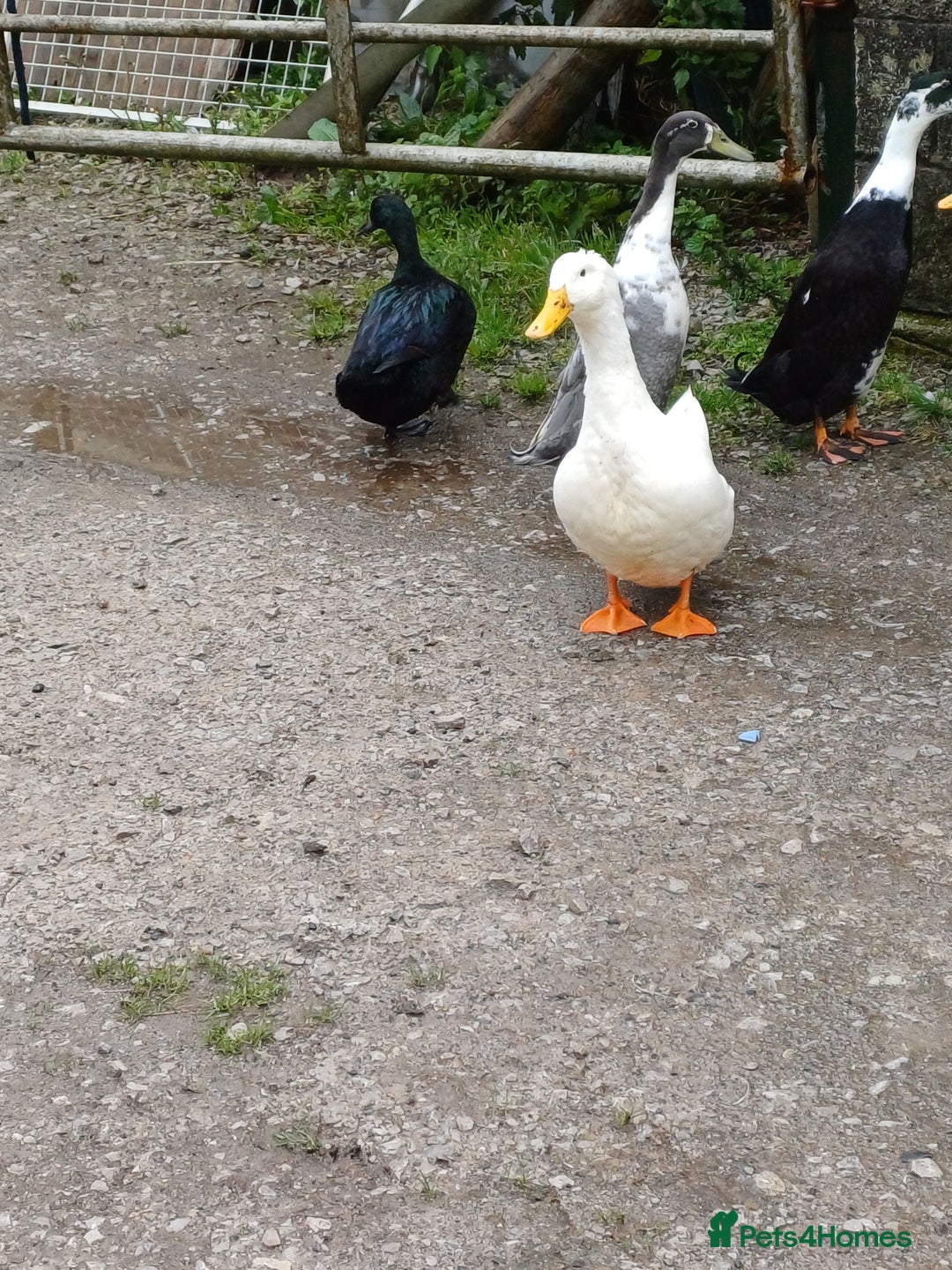 Ducks poultry for sale: Flock of 10 ducks, to be sold together 🦆 - Image 5