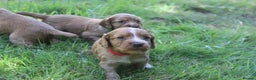 Cocker Spaniel dogs for stud: Fully Health Tested Dark Red W/Cocker Spaniel Stud in Totnes - Advert 11