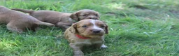 Cocker Spaniel dogs for stud: Fully Health Tested Dark Red W/Cocker Spaniel Stud in Totnes - Advert 11