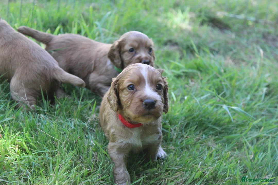 Cocker Spaniel dogs for stud: Fully Health Tested Dark Red W/Cocker Spaniel Stud in Totnes - Advert 11