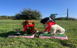 Cocker Spaniel dogs for stud: Health tested. Carries tan. KC reg in Blandford Forum - Image 5