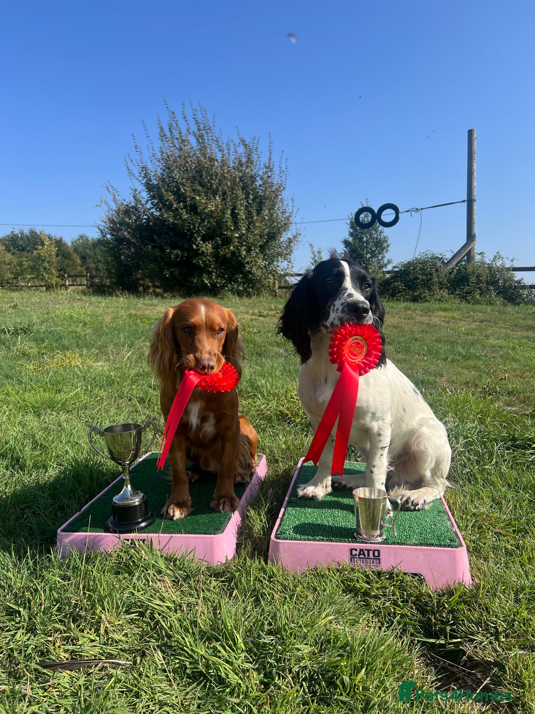 Cocker Spaniel dogs for stud: Health tested. Carries tan. KC reg in Blandford Forum - Image 5