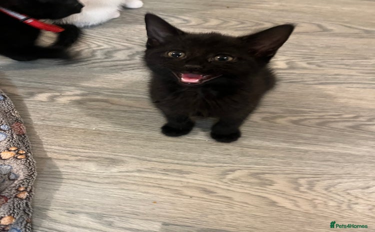 Mixed Breed cats in Waltham Cross - Advert 11