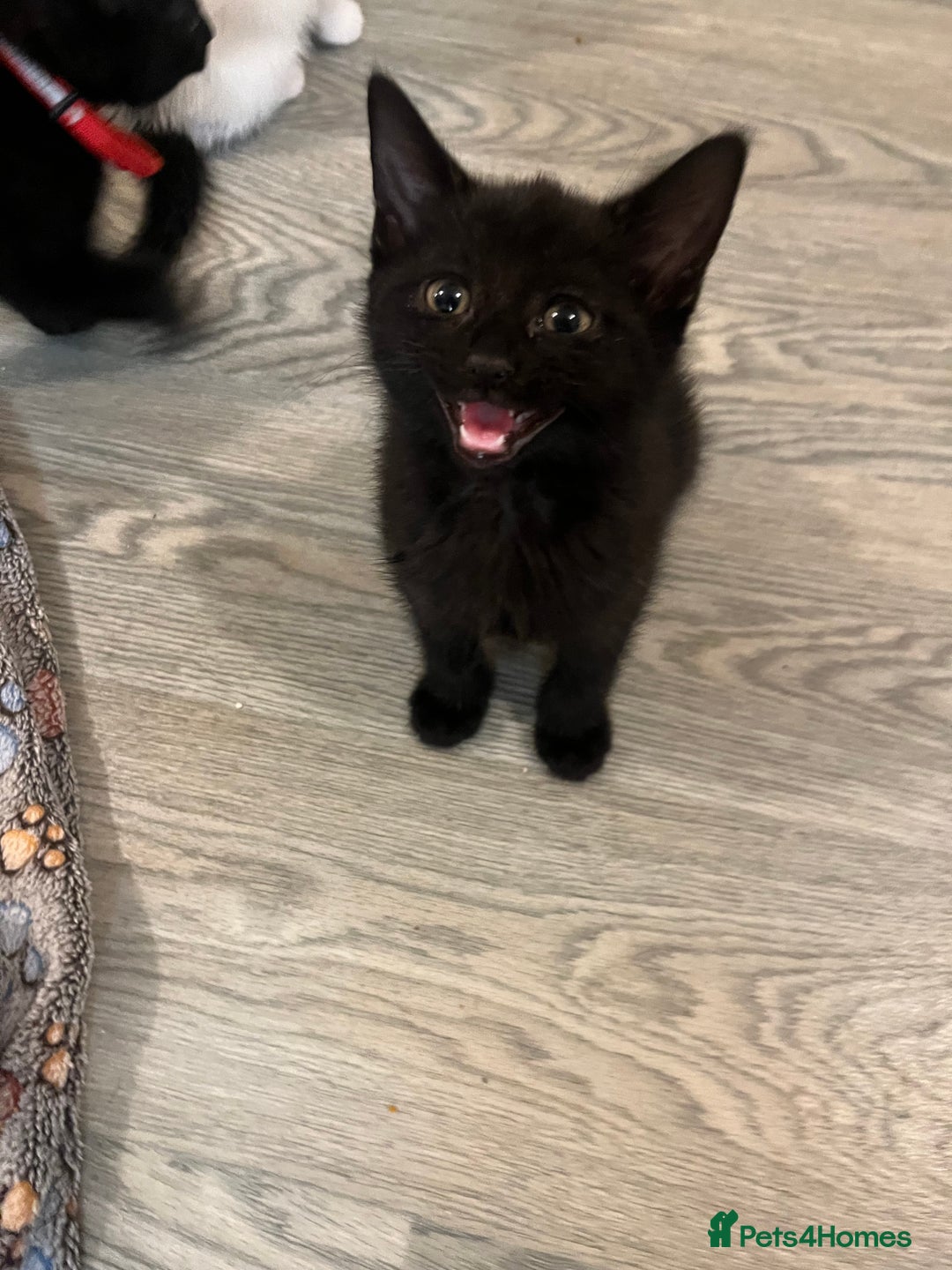 Mixed Breed cats for sale: Mixed breed adorable kittens in Waltham Cross - Image 22