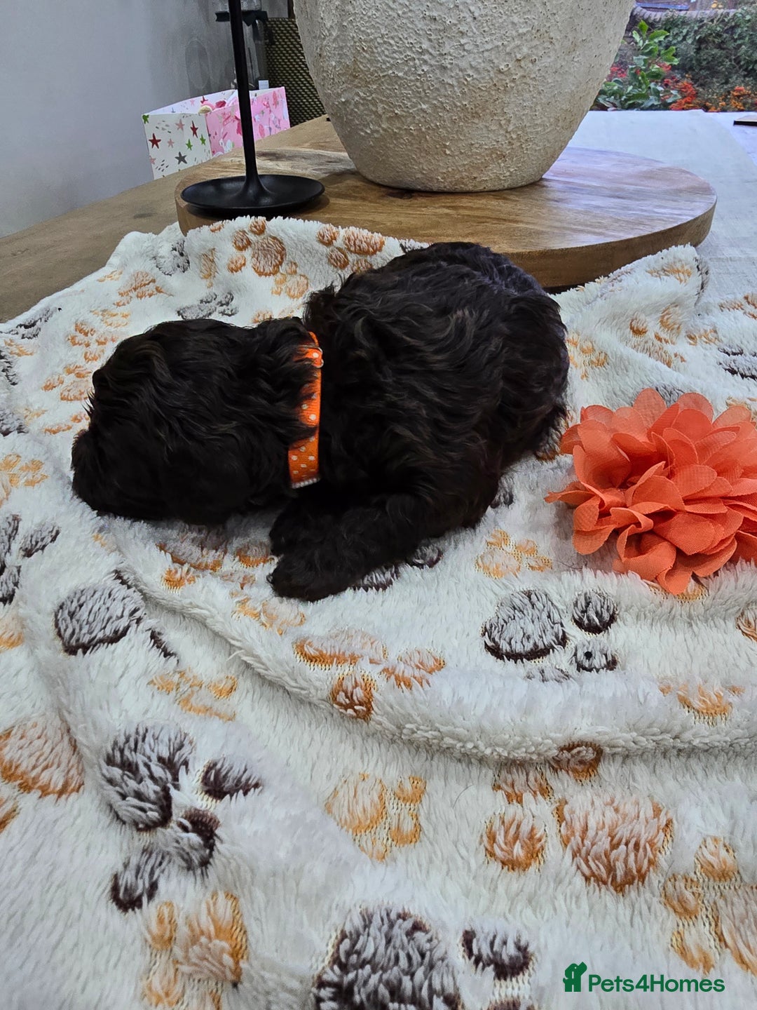 Cavapoo dogs for sale: Beautiful fully health tested cavapoo puppies  - Advert 22