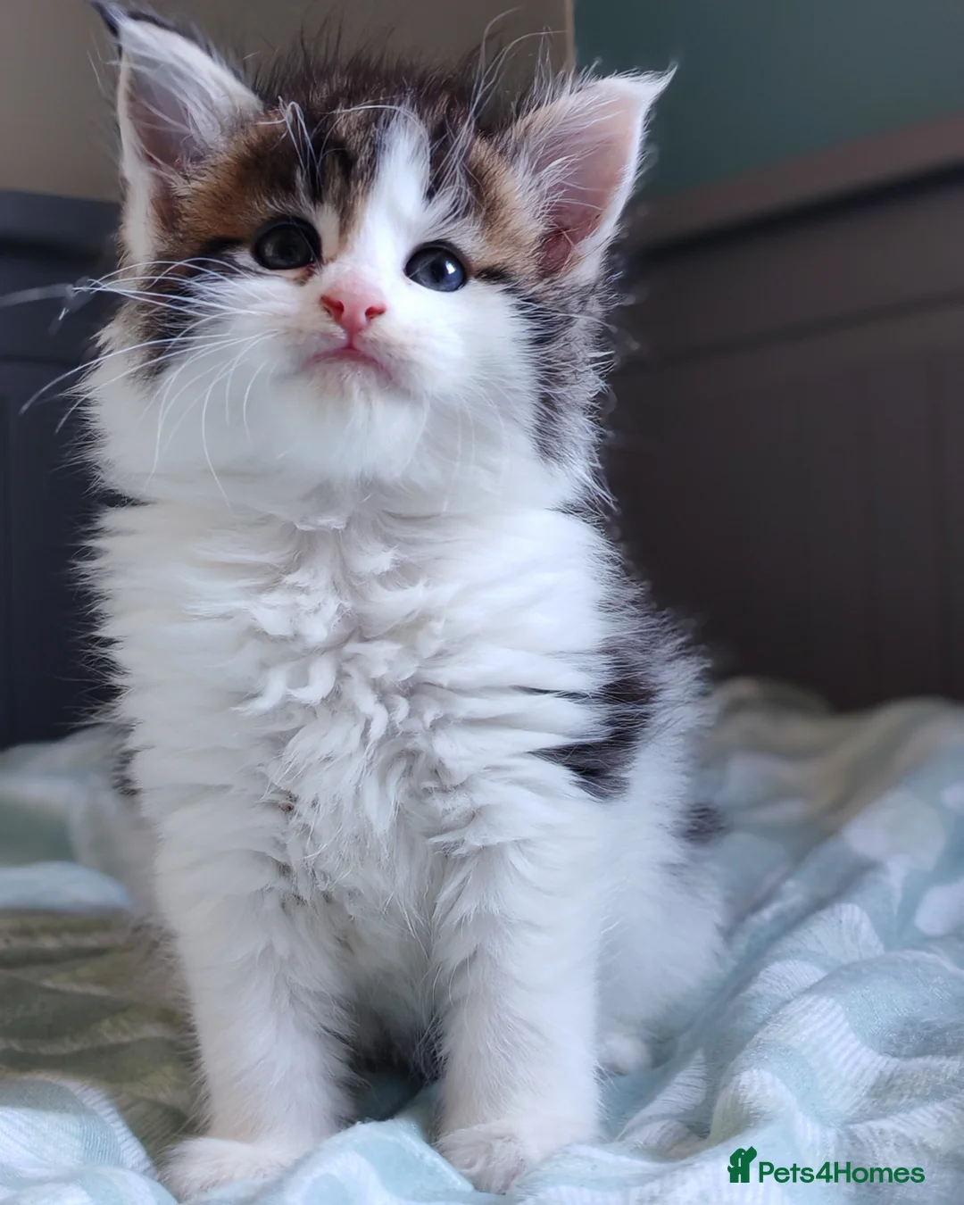 Maine Coon cats for sale: Last kittens ❤️❤️ - Advert 5