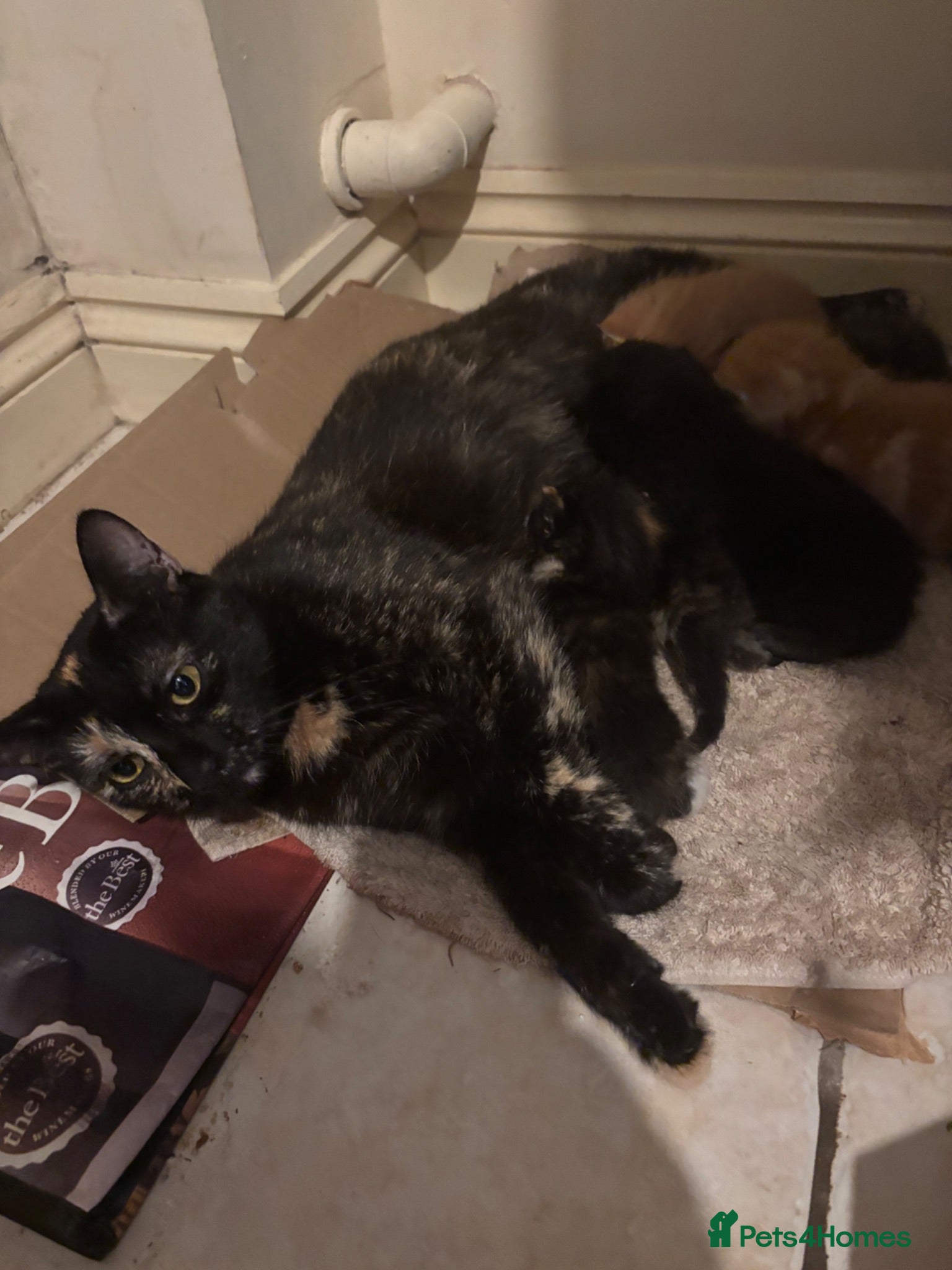 Mixed Breed cats Beautiful Tortoiseshell & ginger kittens  - Advert 1