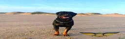 Rottweiler dogs for stud: Rottweiler import Stud (BIG DADDY BRUNO) in Liverpool - Advert 8