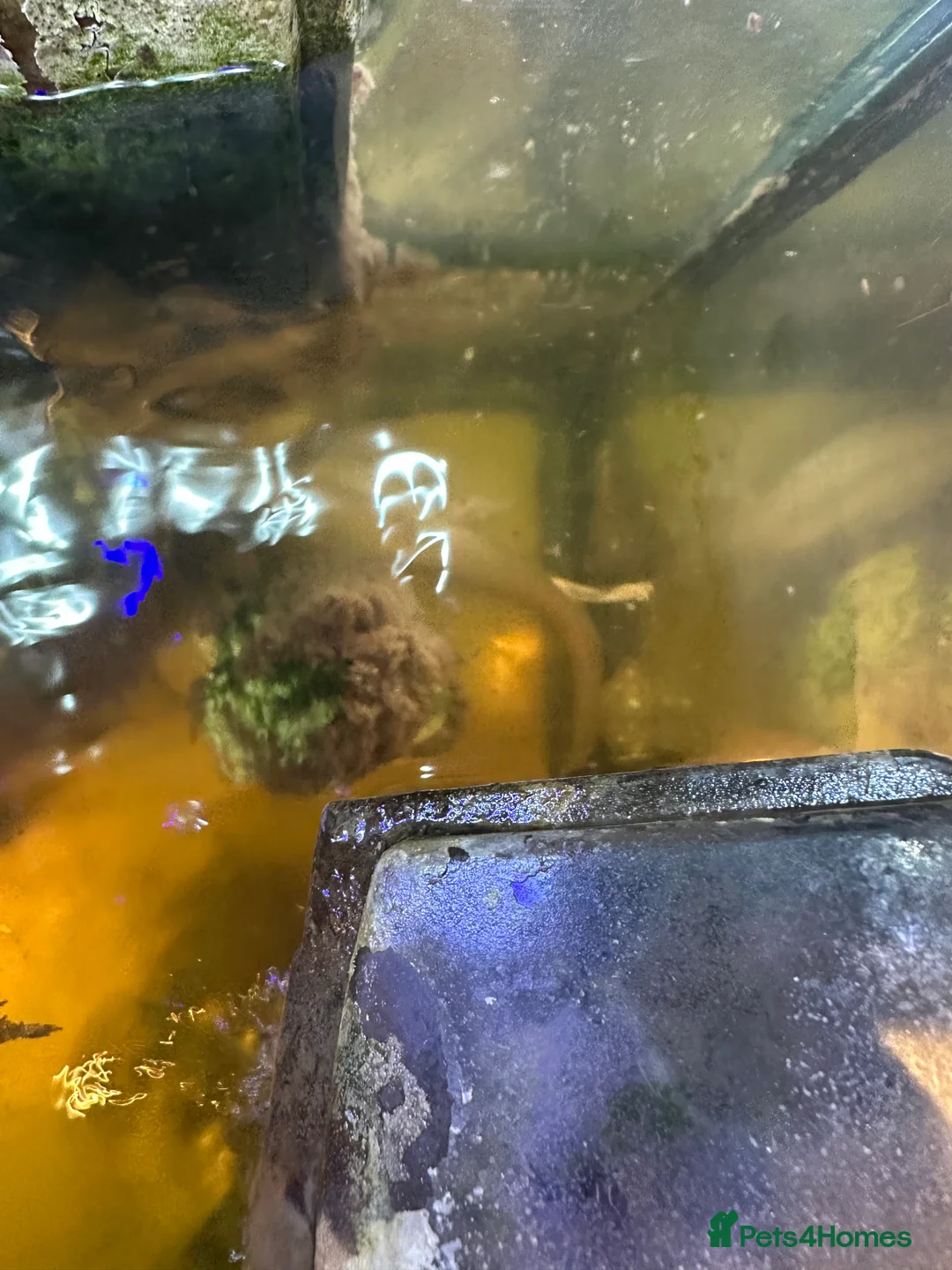 Axolotl reptiles for sale: Axolotl’s for rehoming  - Advert 3