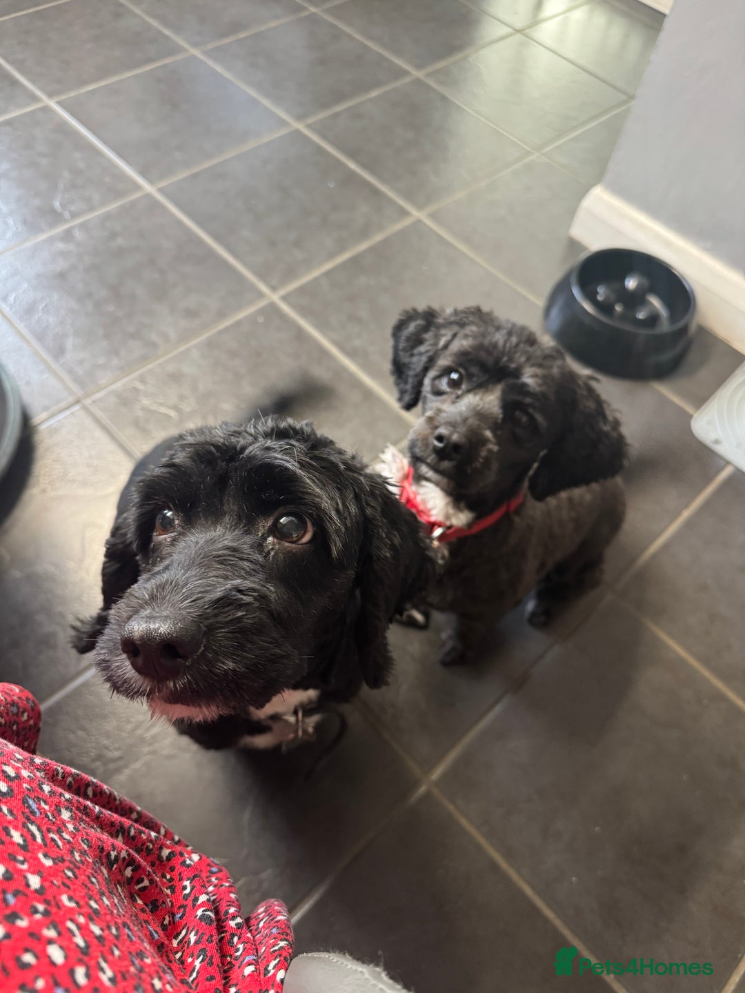 Cockapoo dogs for sale: Asian Toy Poodle X Cockapoo - Image 1