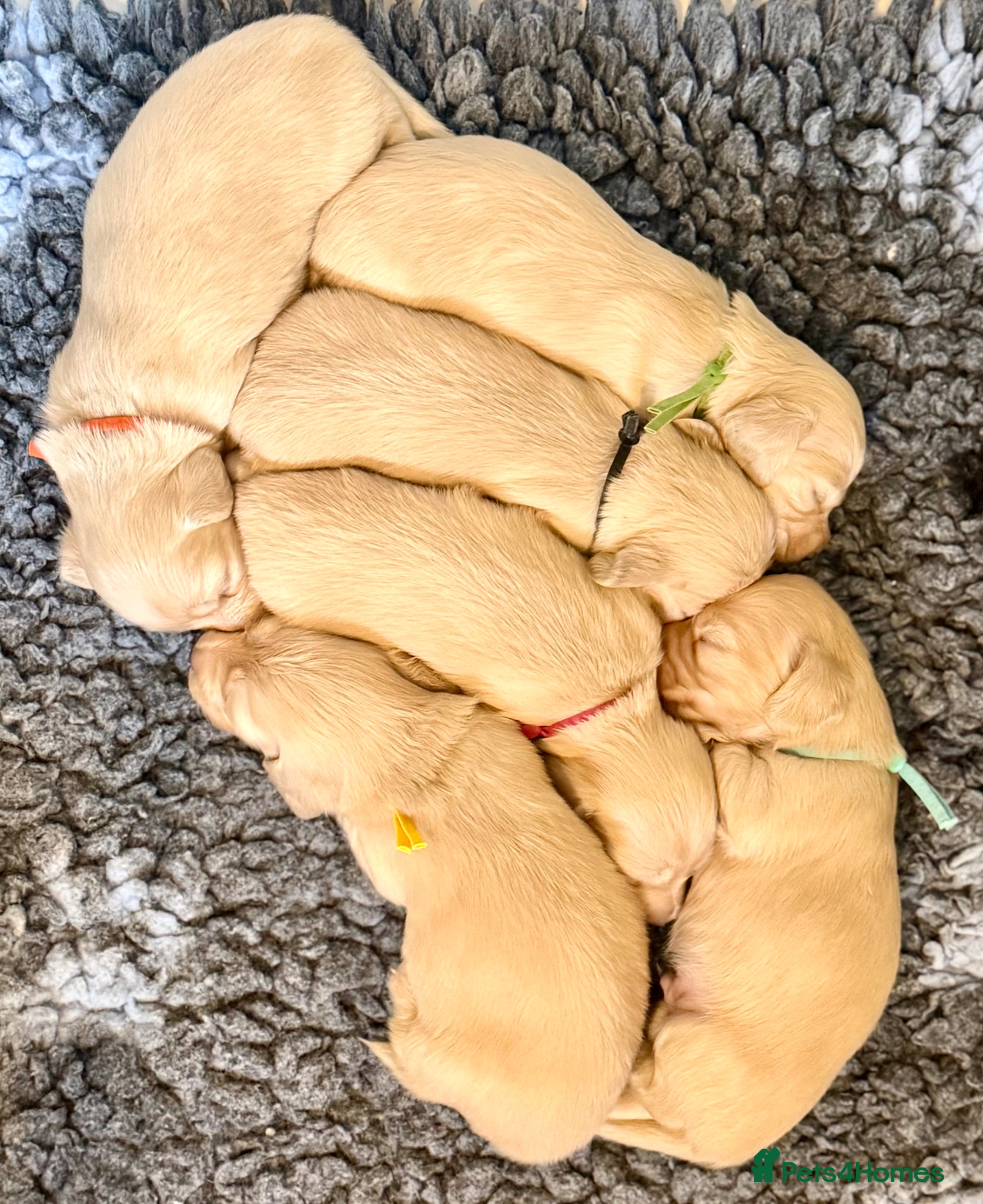 Miniature Dachshund dogs Stunning litter miniature of long haired creams  - Advert 1