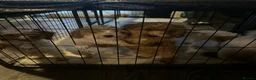 Cockapoo dogs for sale: 5 gorgeous female Cockapoo in Maldon - Advert 7