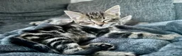 Bengal cats for sale: 2 year old Bengal x Maine Coon Queen - Advert 11