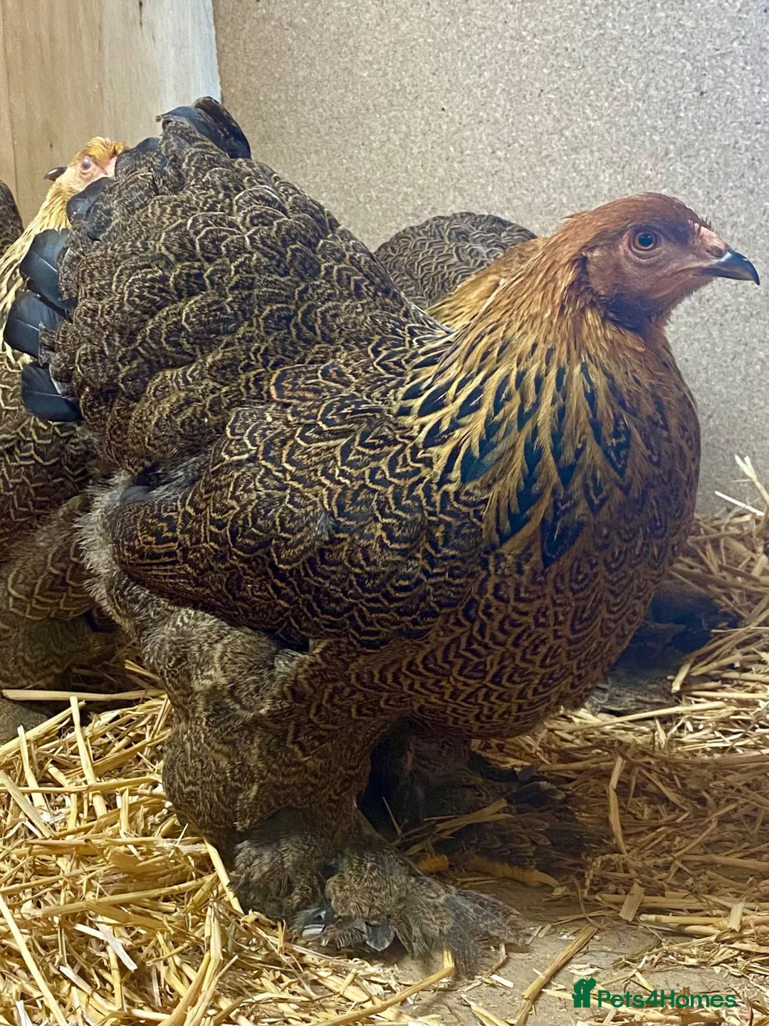 Chickens poultry for sale: Gold Partridge Brahma Bantams - Advert 1