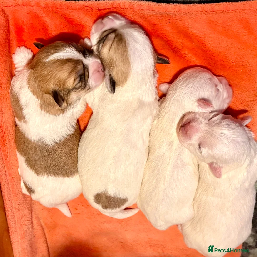 Coton De Tulear dogs for sale: K.C reg Coton de Tulear Puppies inc World Champion - Advert 14