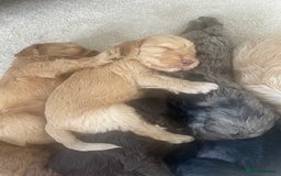 Cockapoo dogs for sale: F1 cockapoo puppies - Image 23