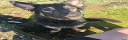 German Shepherd dogs for sale: German shepherd's for sale  in Dumbarton - Advert 2