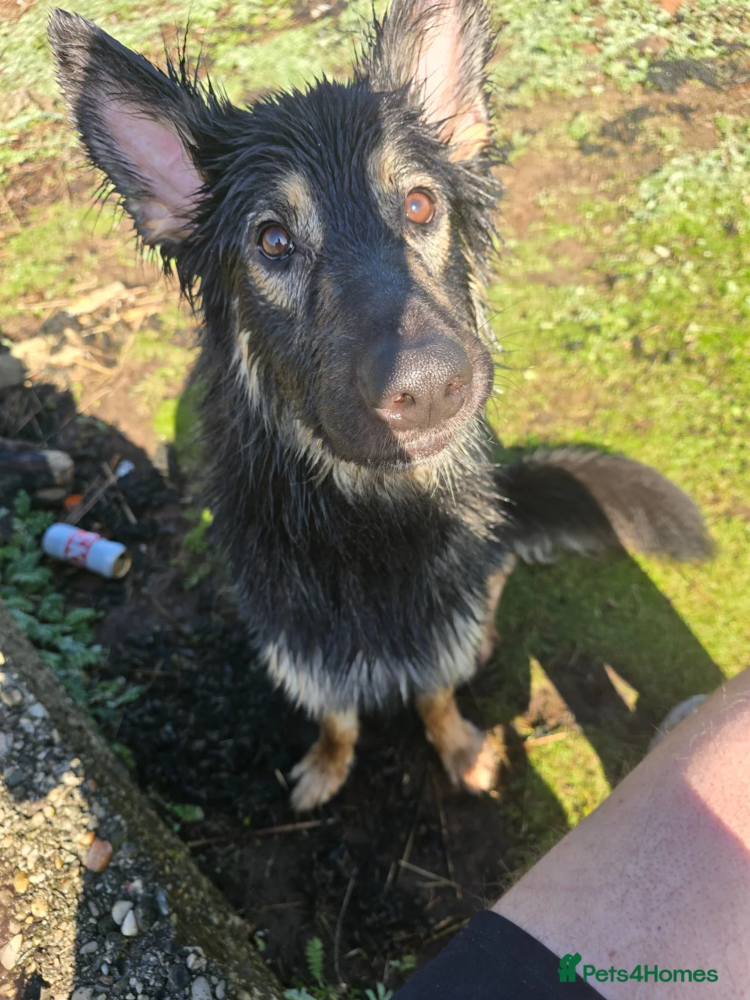 German Shepherd dogs for sale: German shepherd's for sale  in Dumbarton - Advert 2