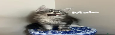 Maine Coon Kitten 1