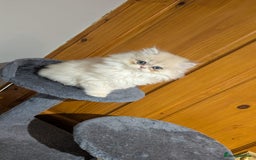British Shorthair cats for sale: One lovely girl and three handsome boys  - Image 4