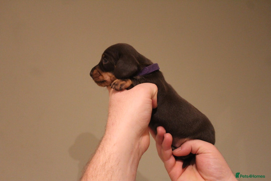 Miniature Dachshund dogs for sale: Miniature Dachshund Puppies  - Advert 5