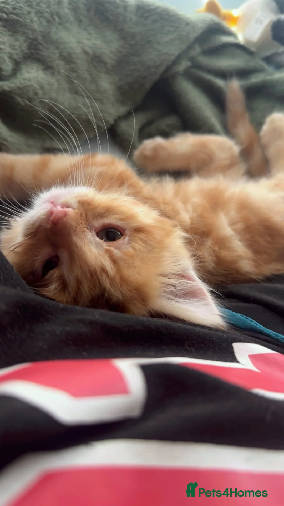 Mixed Breed cats for sale: Ginger long hair kitten - Advert 1