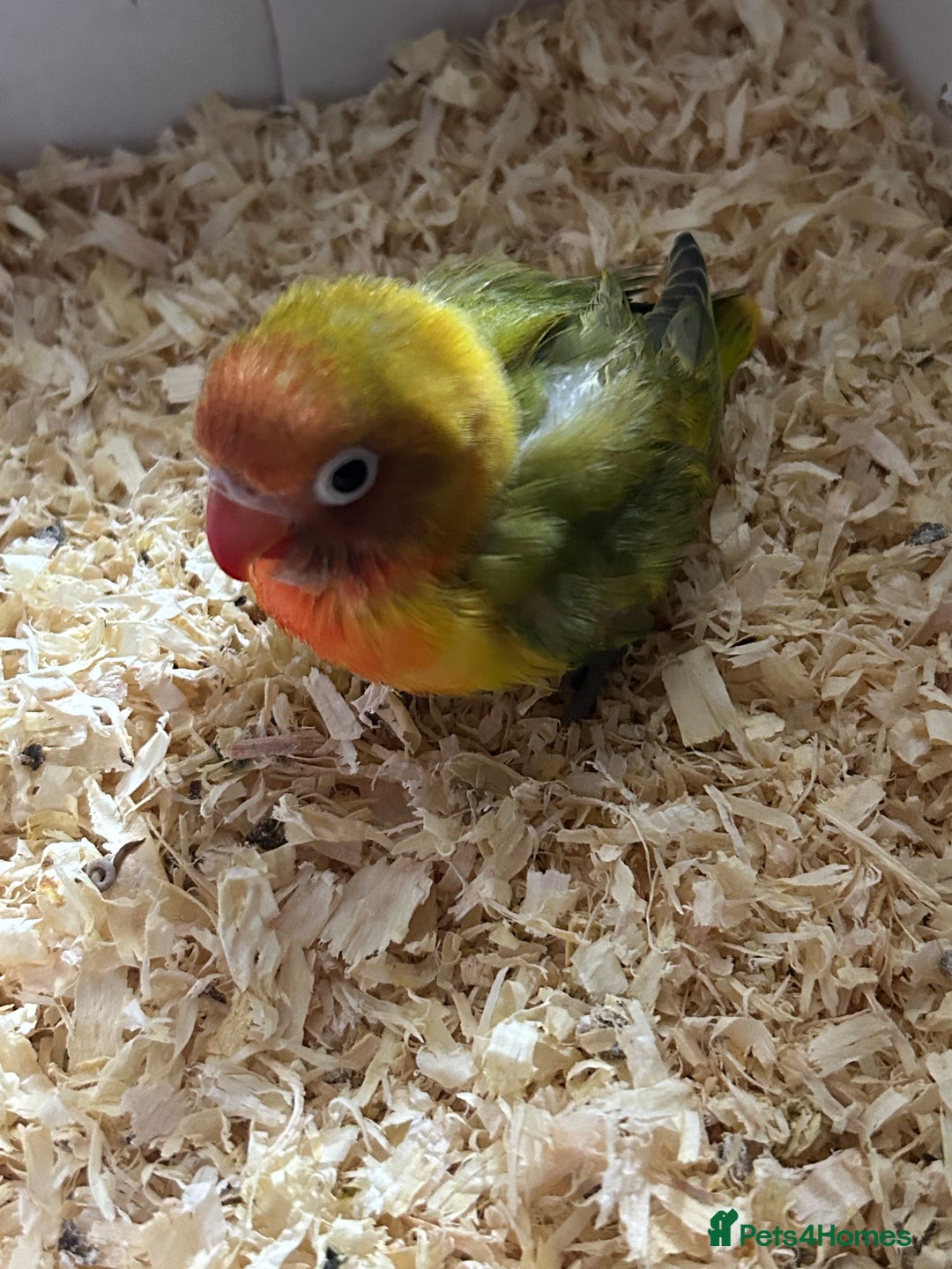 Lovebirds birds for sale: Tamed Baby Lovebird - Image 3