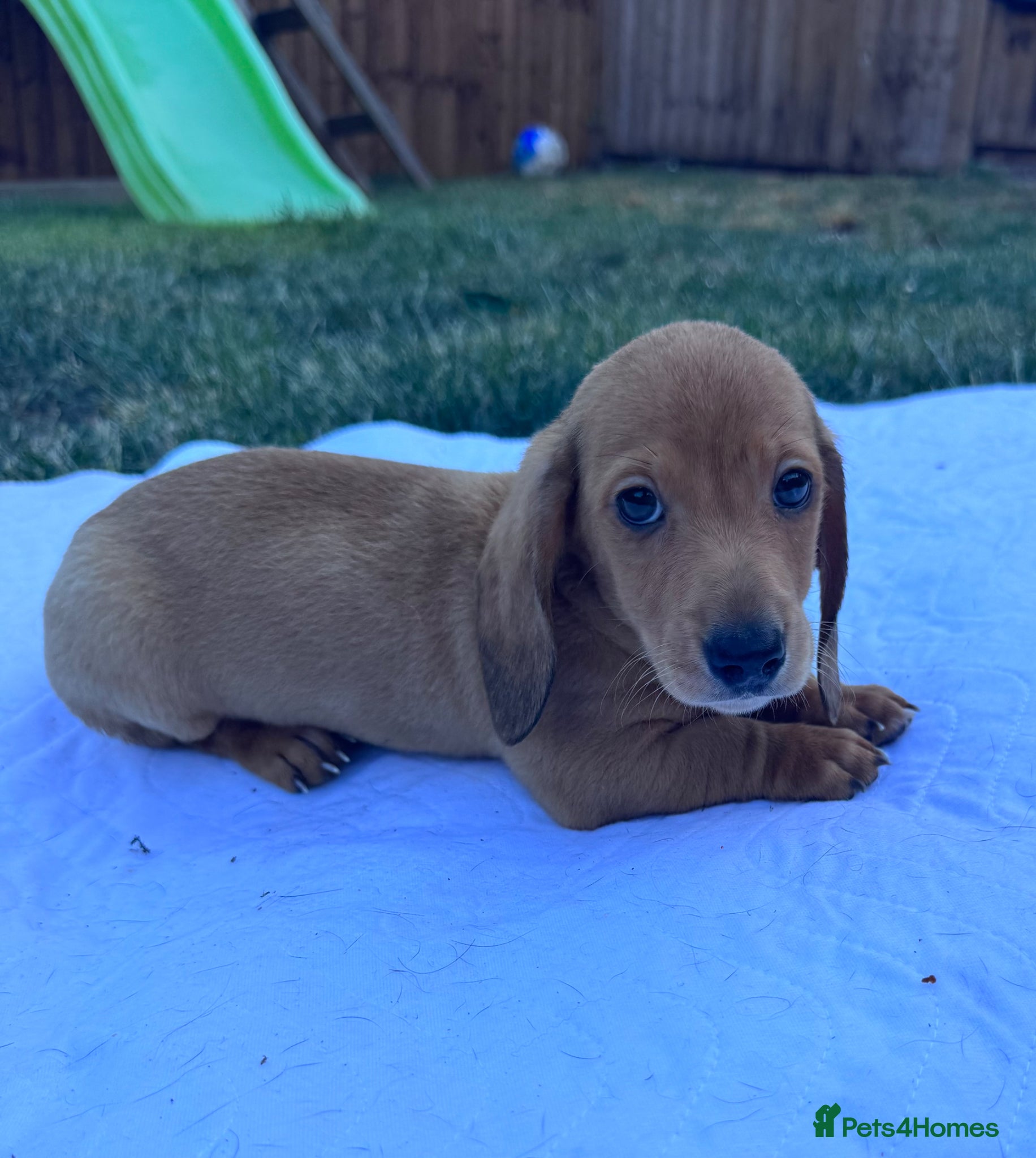 Miniature Dachshund dogs for sale: Adorable mini smoothe dachshund puppies - Advert 7