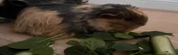 Guinea Pig rodents for sale: 2 Female Guinea Pigs looking for a good home  - Advert 3