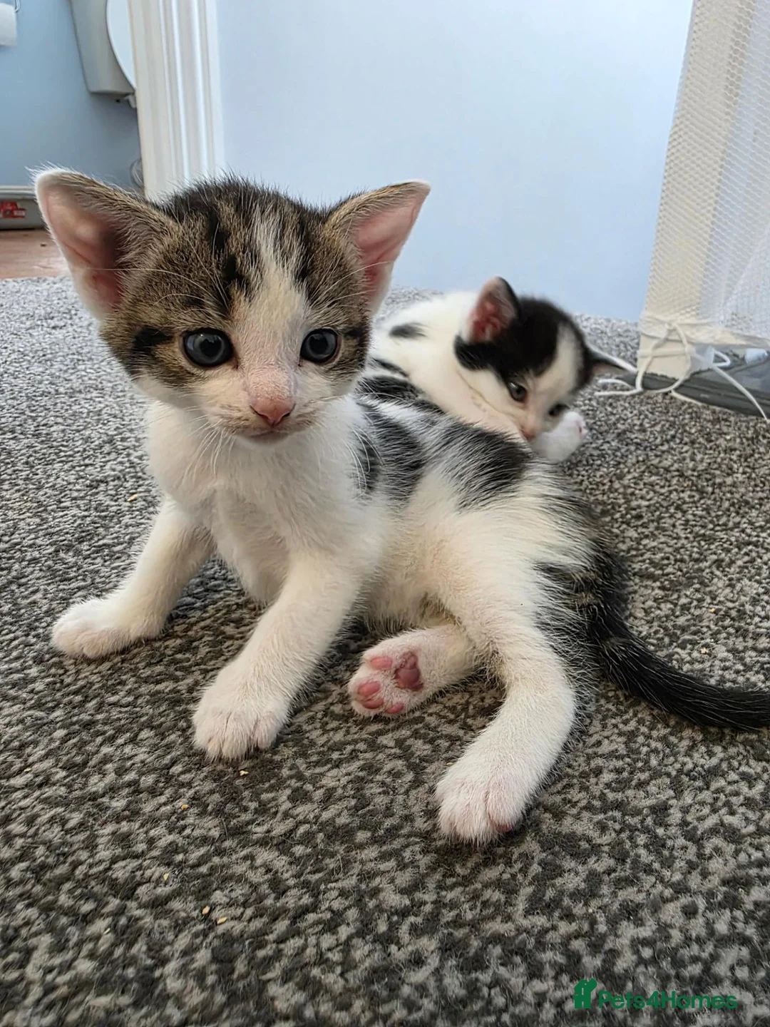 Mixed Breed cats for sale: Our beautiful kittens are now ready  - Advert 9