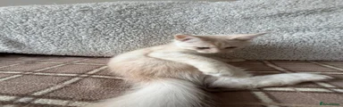 Maine Coon 1
