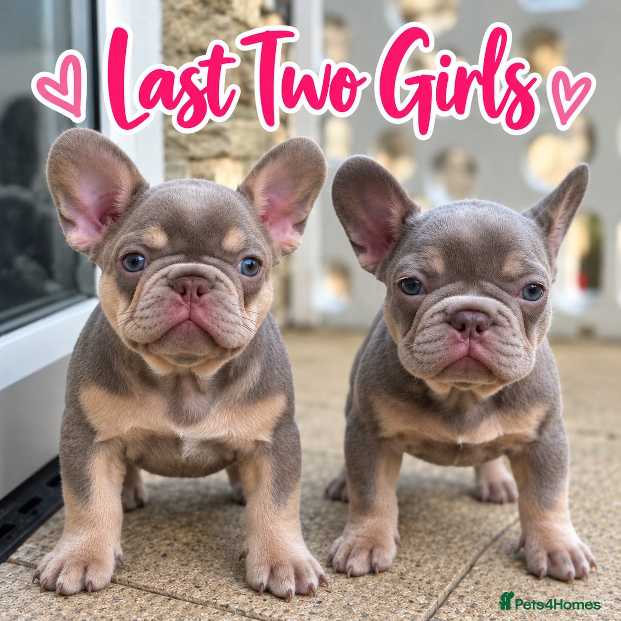 French Bulldog dogs PRICE DROP FOR WEEKEEND Girls French Bulldog DNA - Advert 1