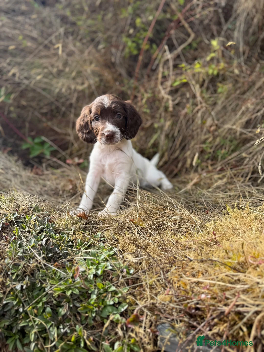 English Springer Spaniel dogs for sale:  Liver & White English Springer Spaniel Puppies - Advert 2