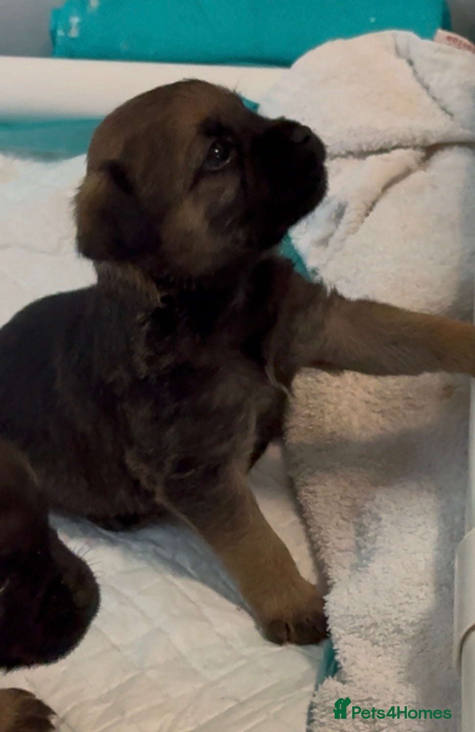 Border Terrier dogs for sale: Beautiful slem clear border terrier puppies  - Advert 1
