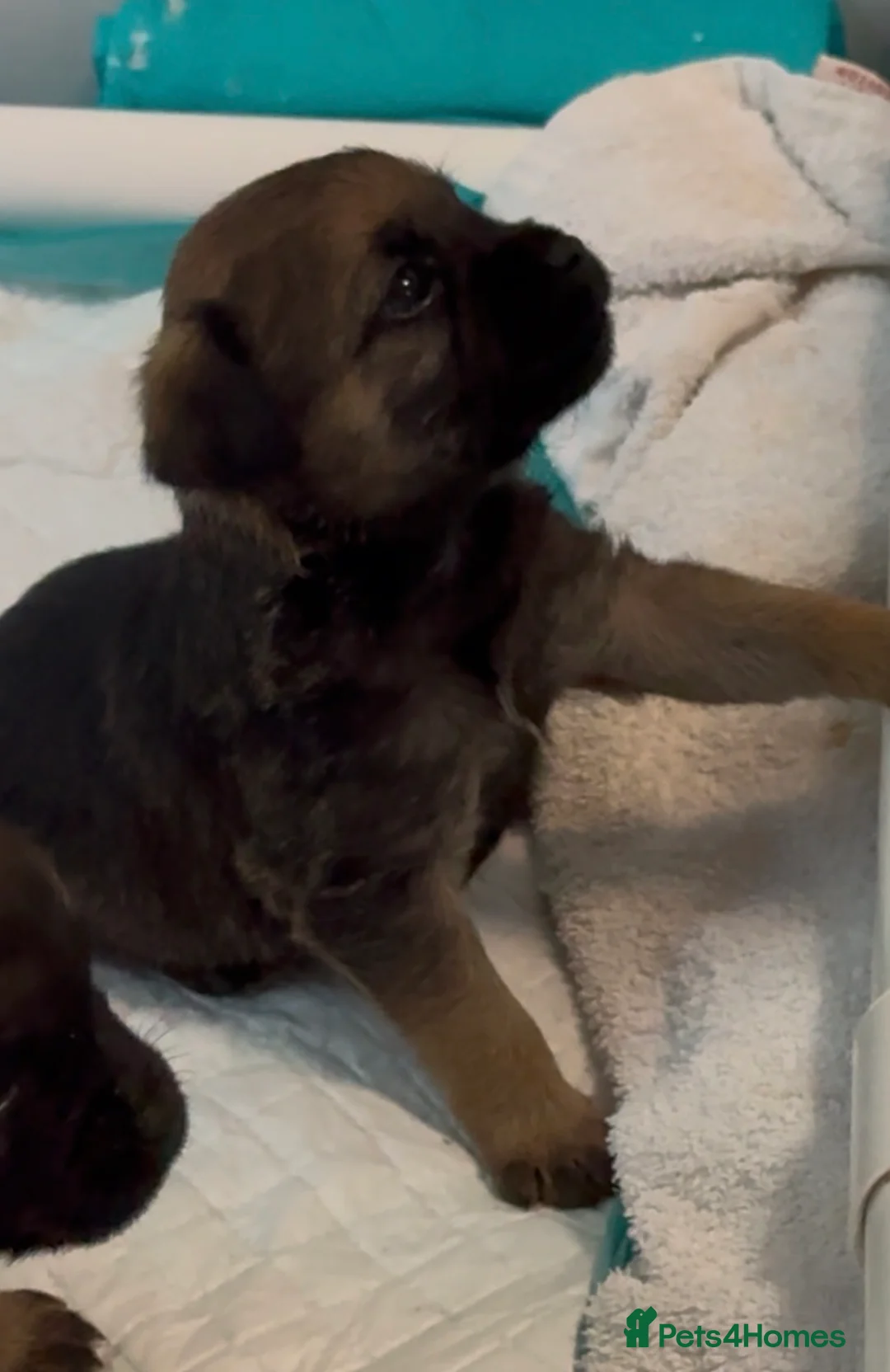 Border Terrier dogs for sale: Beautiful slem clear border terrier puppies  - Advert 1