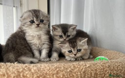Scottish Fold cats for sale: Adorable Scottish Fold Kittens  - Image 32