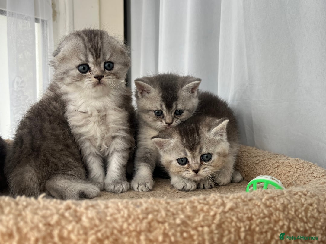 Scottish Fold cats for sale: Adorable Scottish Fold Kittens  - Image 32
