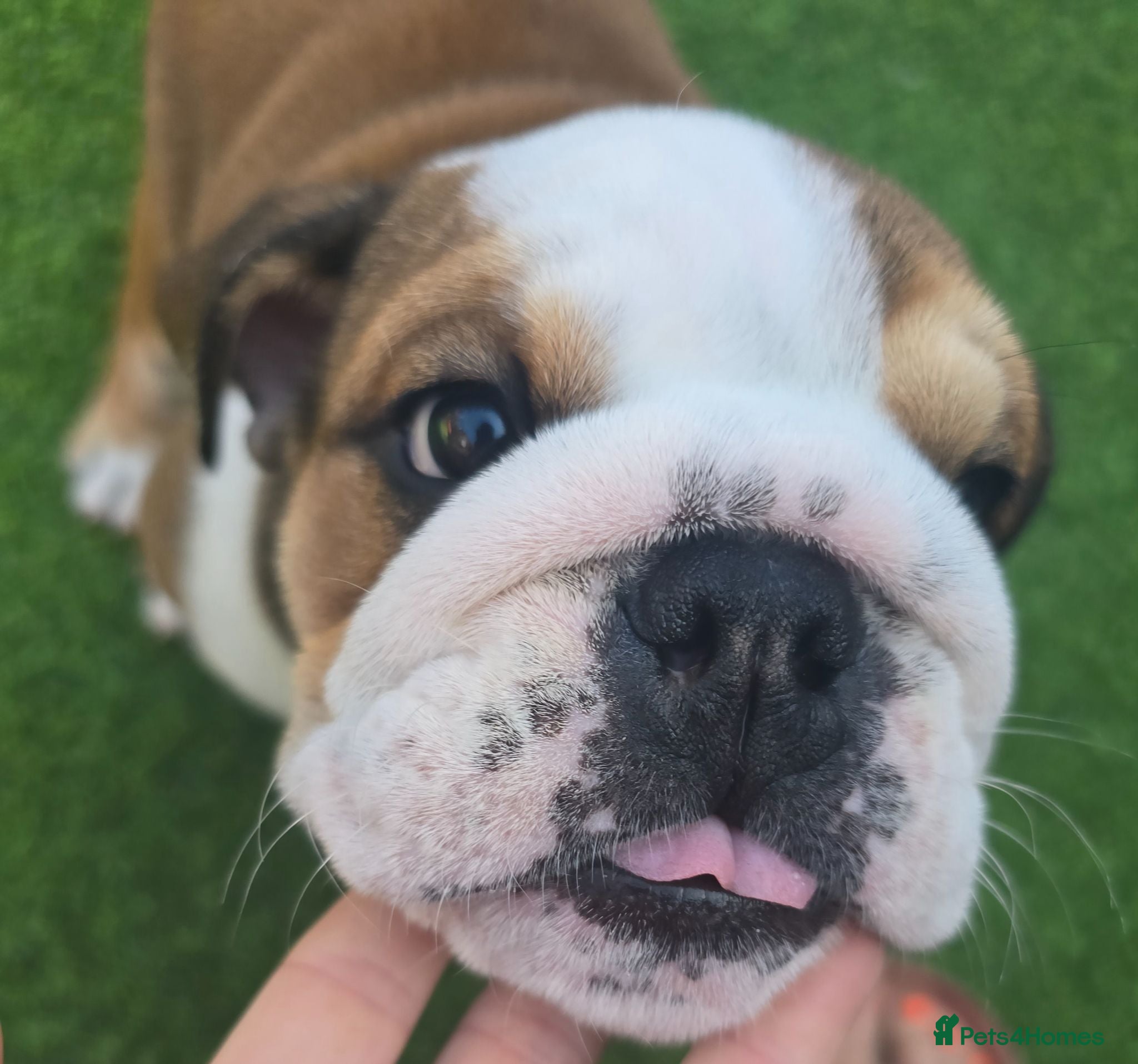 English Bulldog dogs 🐾 READY NOW ! 🎉🥰 Beautiful KC girl🐶😍 - Advert 3