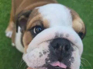 English Bulldog dogs 🐾 READY NOW ! 🎉🥰 Beautiful KC girl🐶😍 - Advert 3