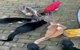 Mixed Breed cats for sale: Kittens. Please read description. - Image 2