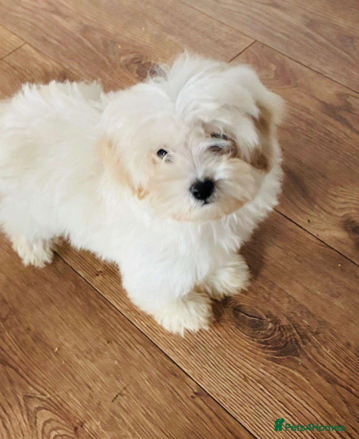 Maltipoo dogs F1b maltipoo gorgeous little boys  - Advert 11