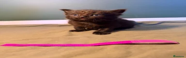 💖 Dark Pink Collar