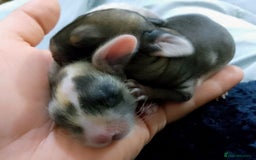 Mixed Breed rabbits for sale: Two Utterly Gorgeous Baby Bunnies - Advert 4