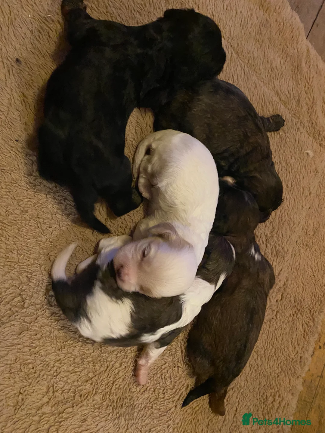 Toy Poodle dogs for stud: Stunning Sable Phantom Parti Toy Stud, DNA Tested in Market Drayton - Advert 12