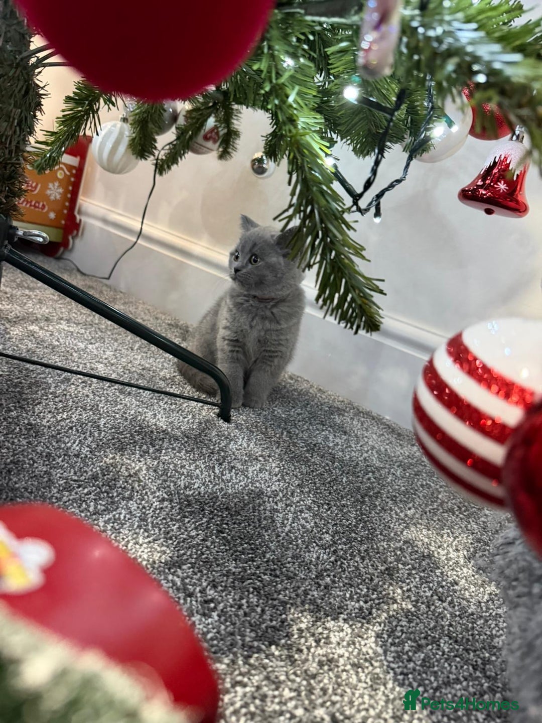 British Shorthair cats for sale: 2 beautiful girls British blue  - Advert 2